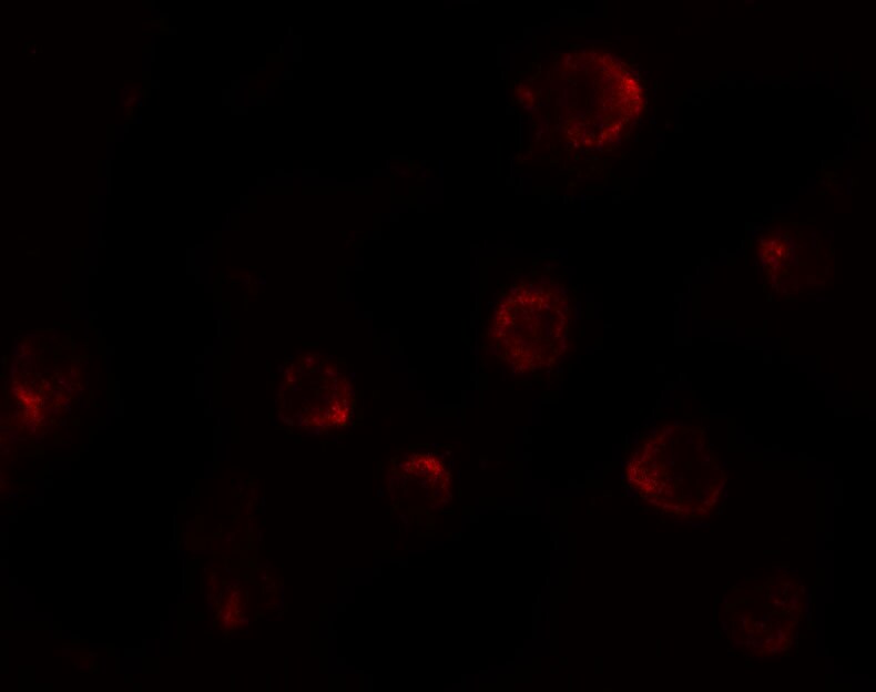 P2X7/P2RX7 Antibody - BSA Free