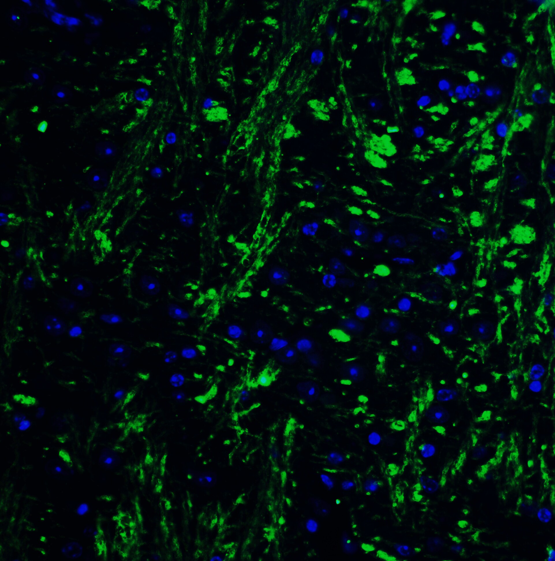 HES5 Antibody - BSA Free