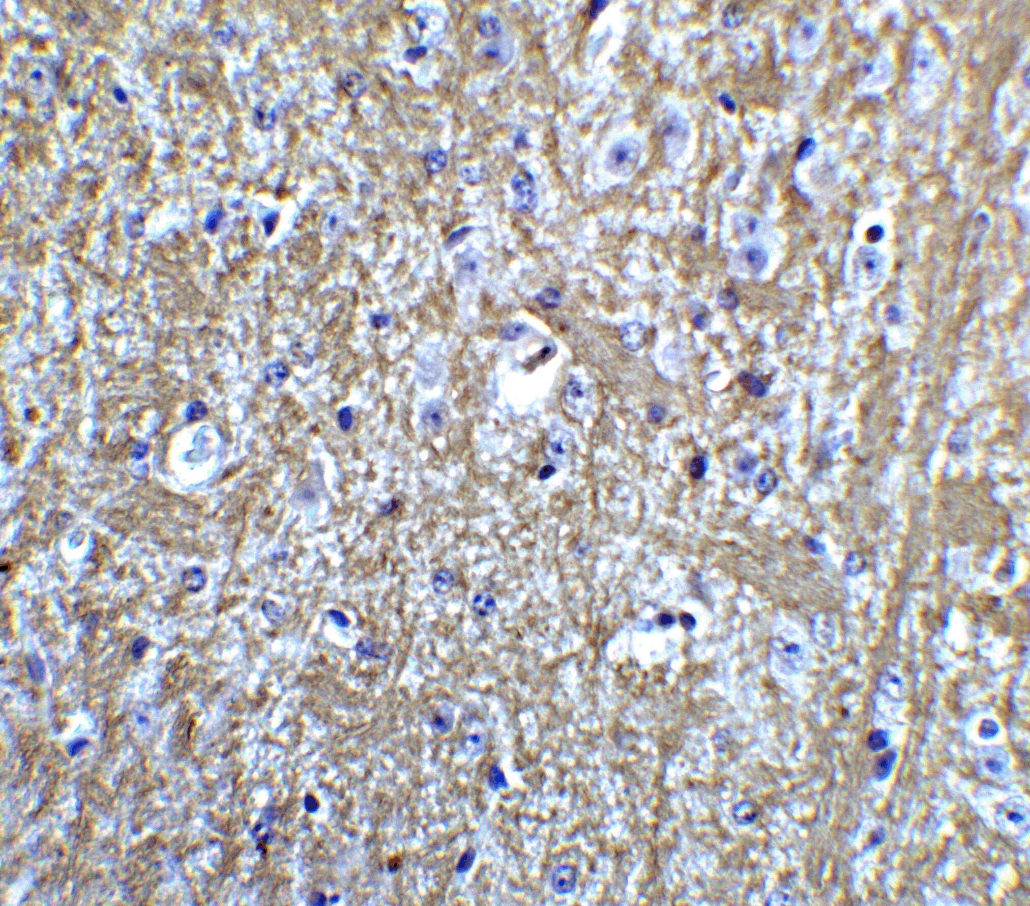 HES5 Antibody - BSA Free