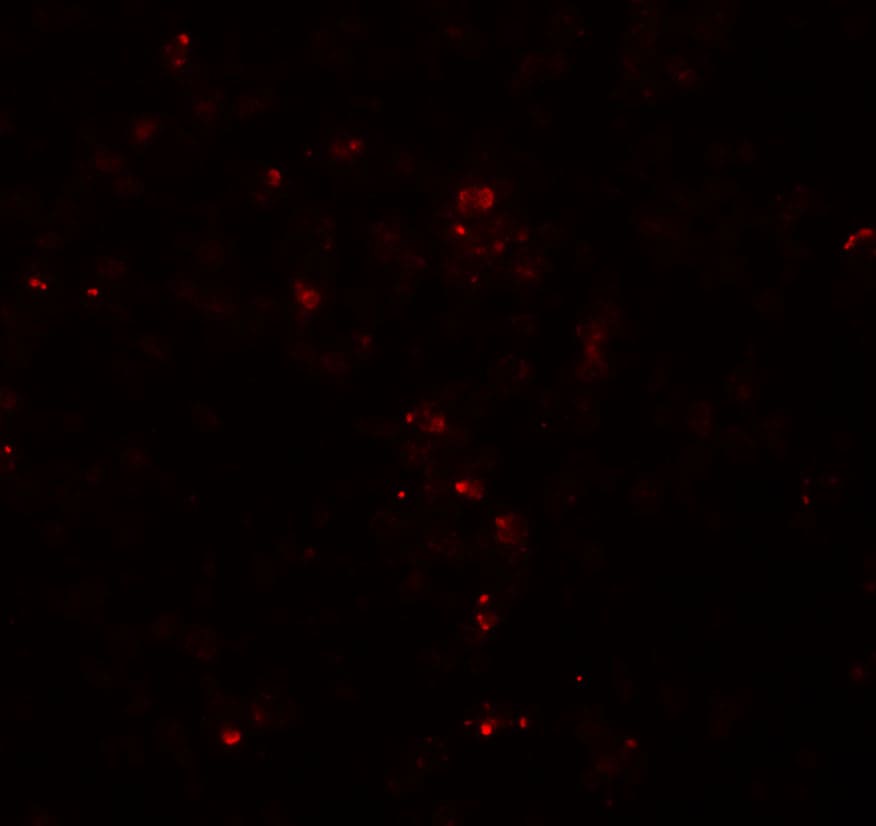 HES5 Antibody - BSA Free