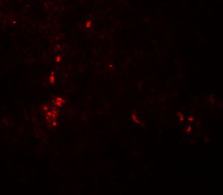 ATG4B Antibody - BSA Free