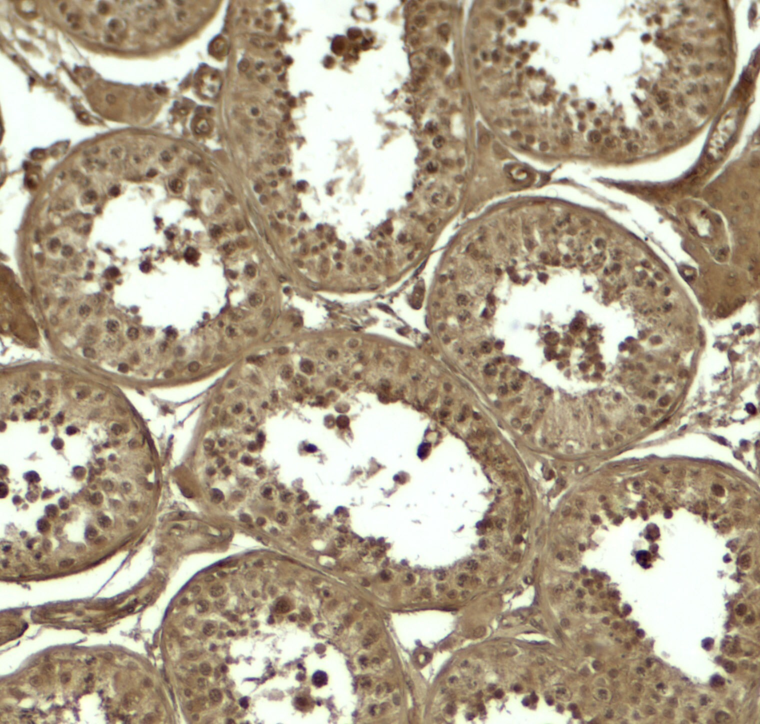 ATG4D Antibody - BSA Free
