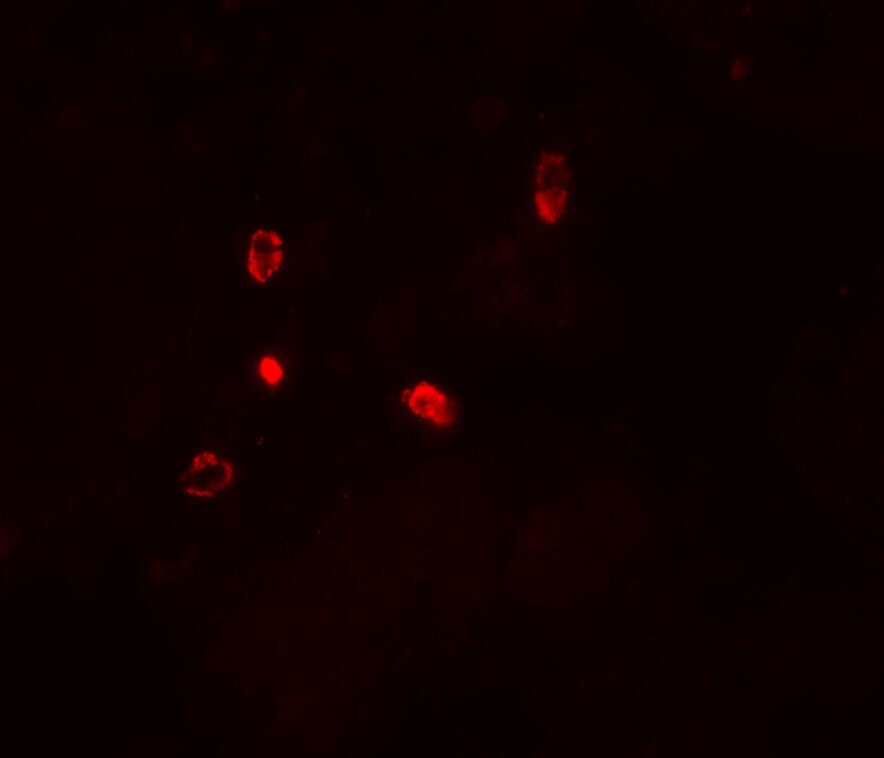 ATG4D Antibody - BSA Free