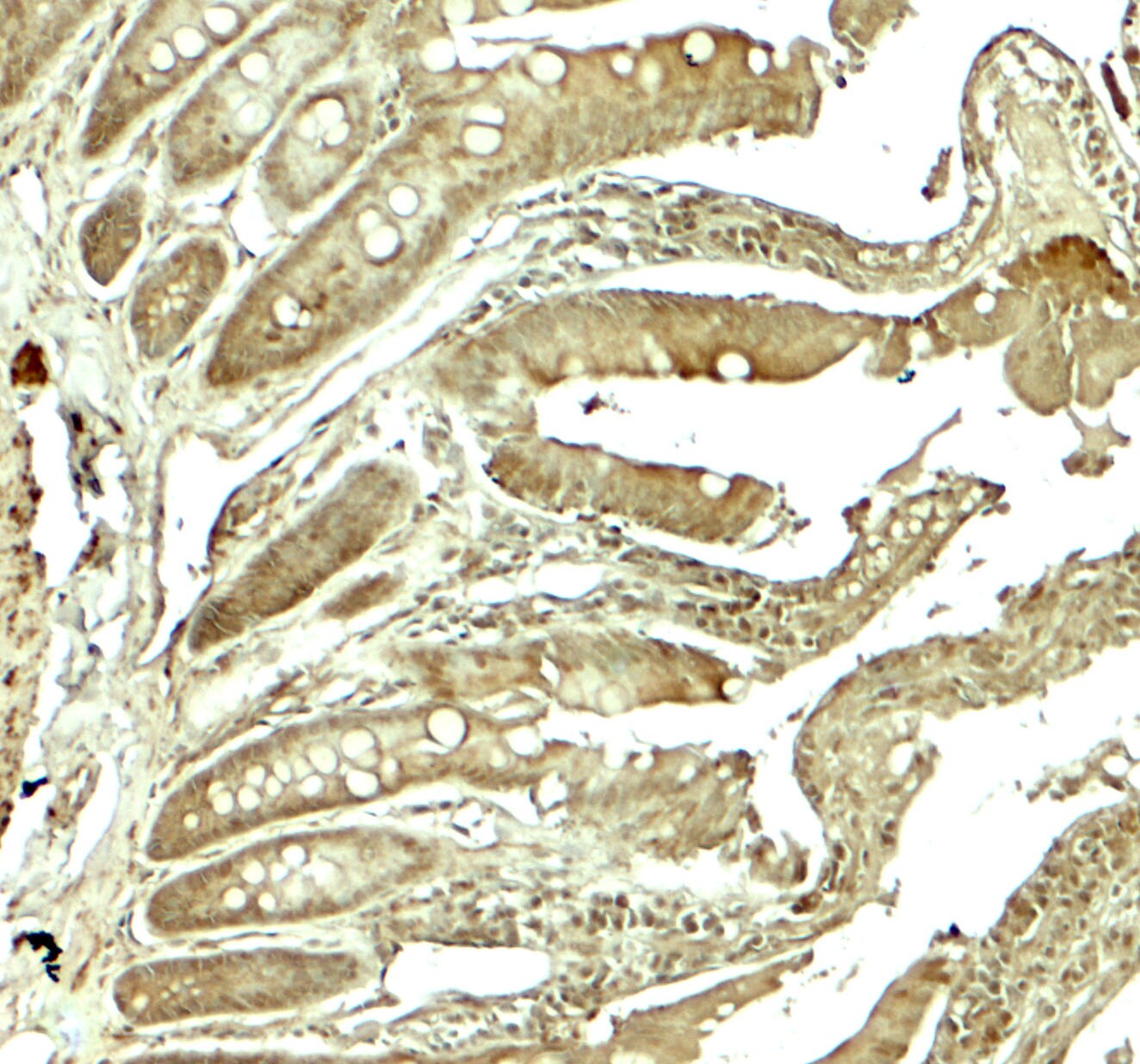 Adenosine A2b R Antibody - BSA Free