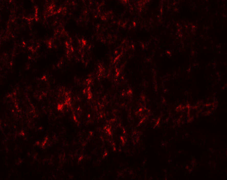 SLC29A4 Antibody - BSA Free