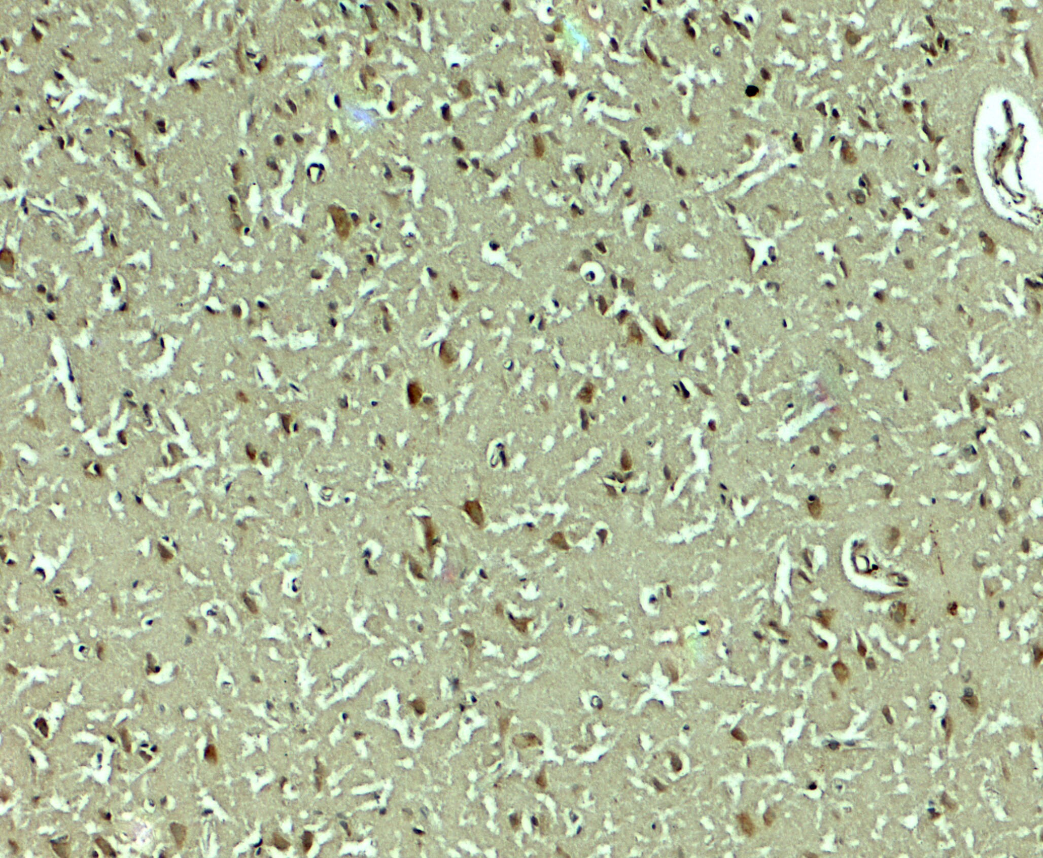 SLC29A4 Antibody - BSA Free