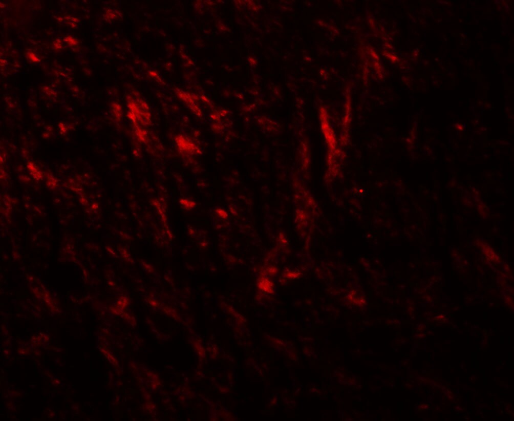 Teneurin-1 Antibody - BSA Free