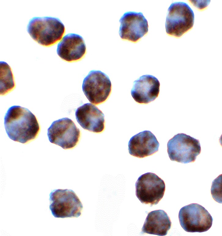 SFRS3 Antibody - BSA Free