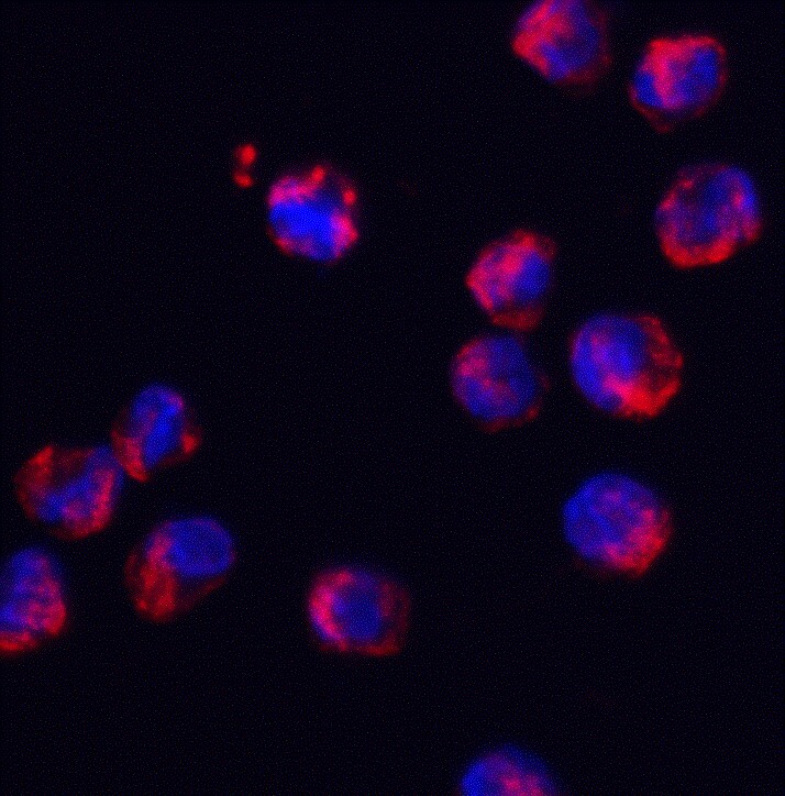 SFRS3 Antibody - BSA Free