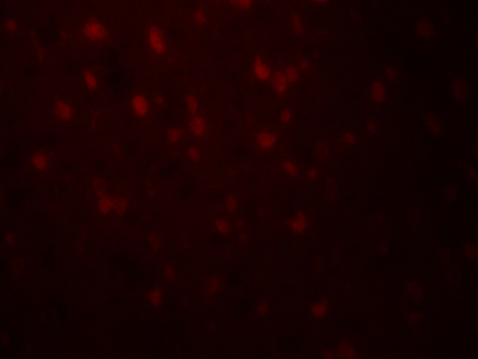 Relaxin-3 Antibody - BSA Free