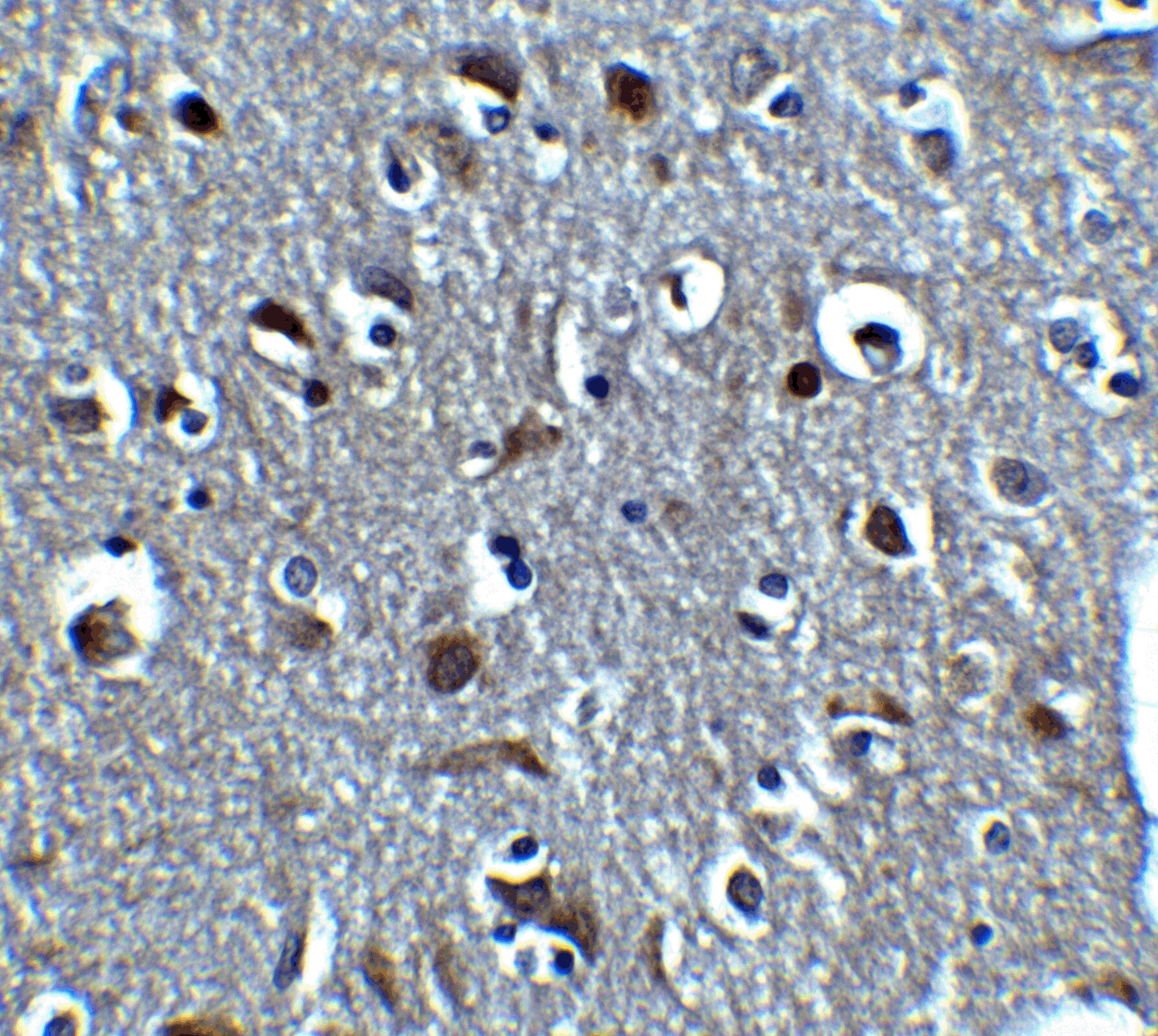 Relaxin-3 Antibody - BSA Free