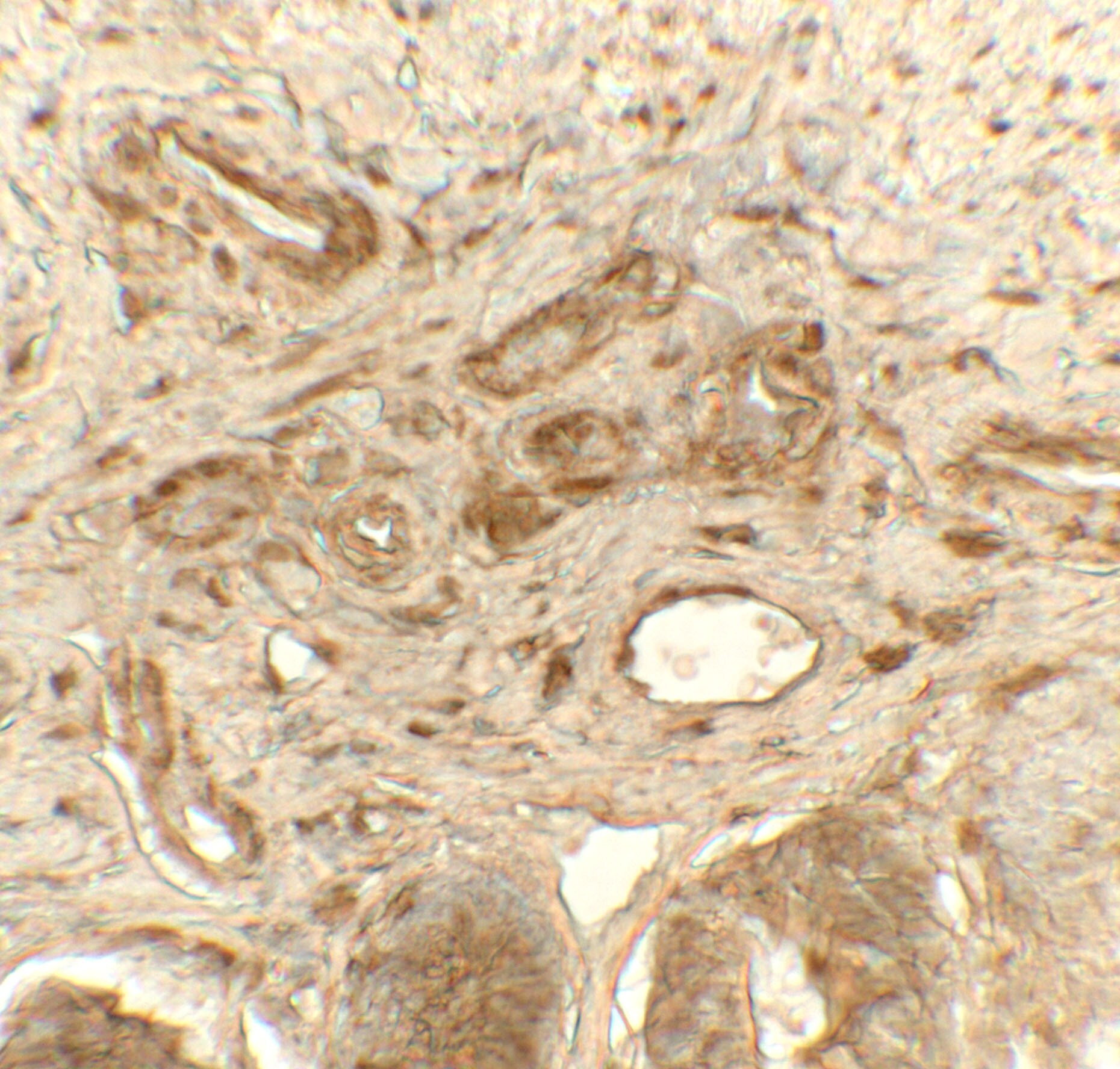 Protein Disulfide Isomerase/P4HB Antibody - BSA Free