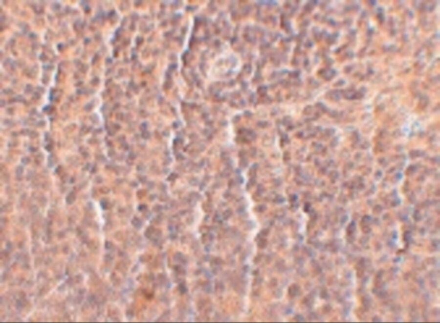 ORAI3 Antibody (2H2G9) - BSA Free