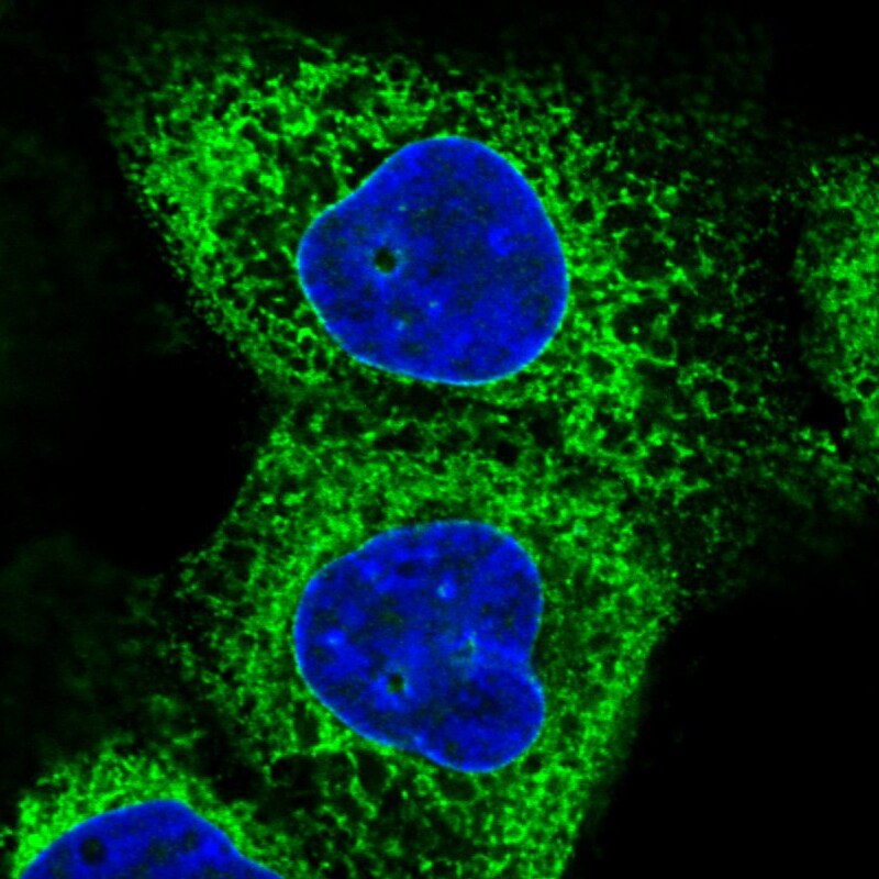 gp96/HSP90B1/GRP94 Antibody (CL2647) - BSA Free Immunocytochemistry/ Immunofluorescence: gp96/HSP90B1/GRP94 Antibody (CL2647) [NBP3-52460]