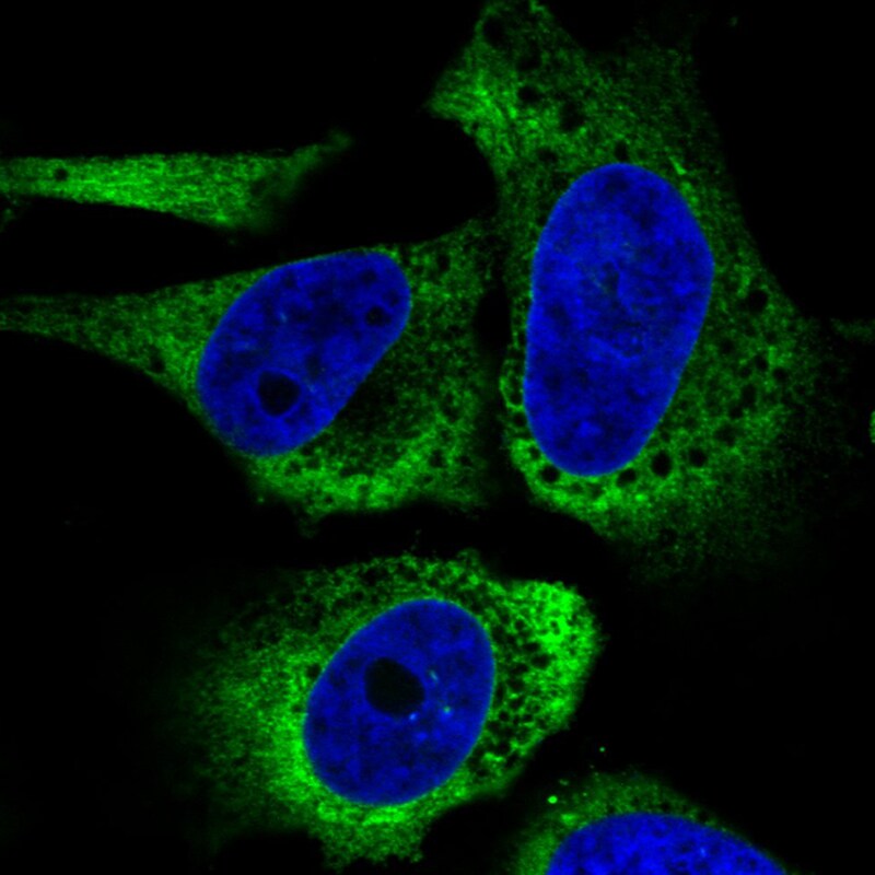 gp96/HSP90B1/GRP94 Antibody (CL2647) - BSA Free Immunocytochemistry/ Immunofluorescence: gp96/HSP90B1/GRP94 Antibody (CL2647) [NBP3-52460]