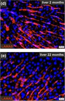 Laminin alpha 5 Antibody (CL3118) - BSA Free