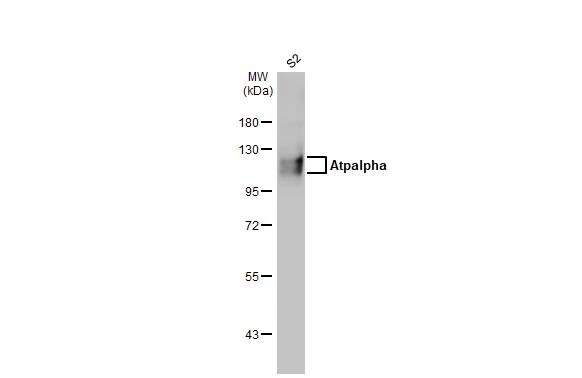 Atpalpha Antibody