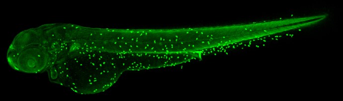 Atpalpha Antibody