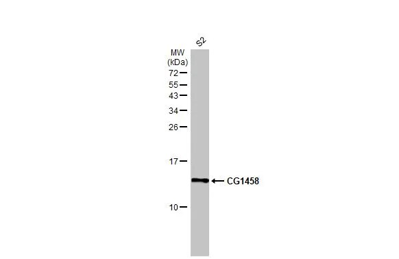 CG1458 Antibody
