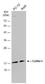 Cofilin Antibody (567) - Azide and BSA Free
