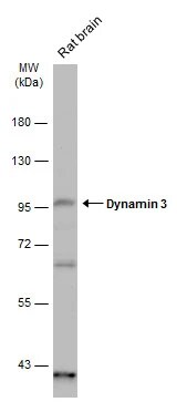 Dynamin 3 Antibody