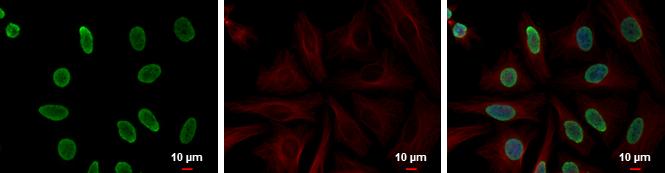 Histone H4 Antibody - BSA Free