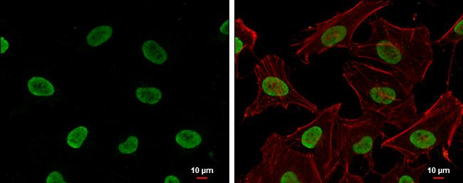 Histone H4 [ac Lys16] Antibody (1271) - Azide and BSA Free