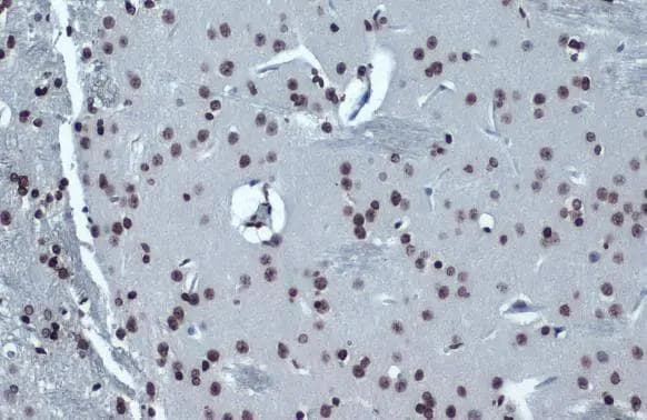 Histone H4 [ac Lys16] Antibody (1271) - Azide and BSA Free