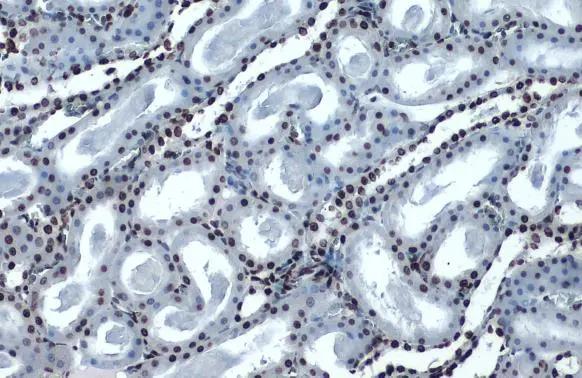 Histone H4 [ac Lys16] Antibody (1271) - Azide and BSA Free