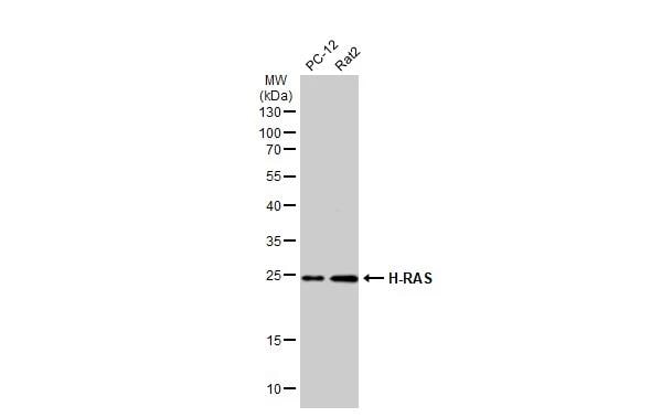 HRAS Antibody - BSA Free