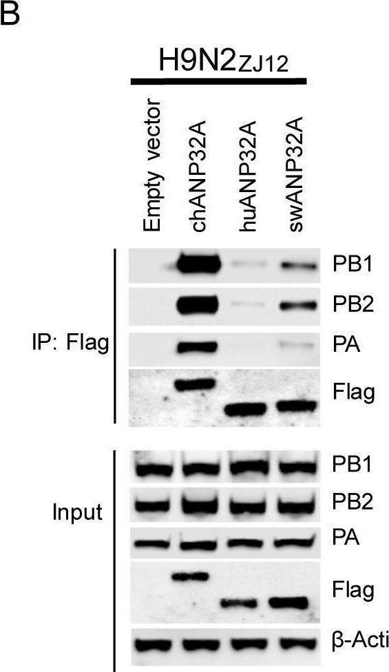 Influenza A H1N1 PA Antibody - (A/WSN/1933) - BSA Free