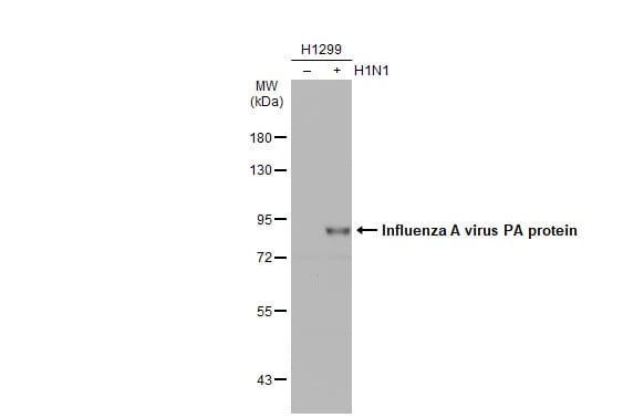 Influenza A H1N1 PA Antibody - (A/Puerto Rico/8/1934)