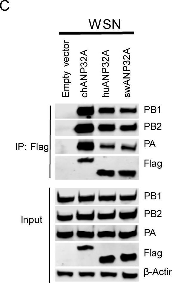 Influenza A H1N1 PB1 Antibody
