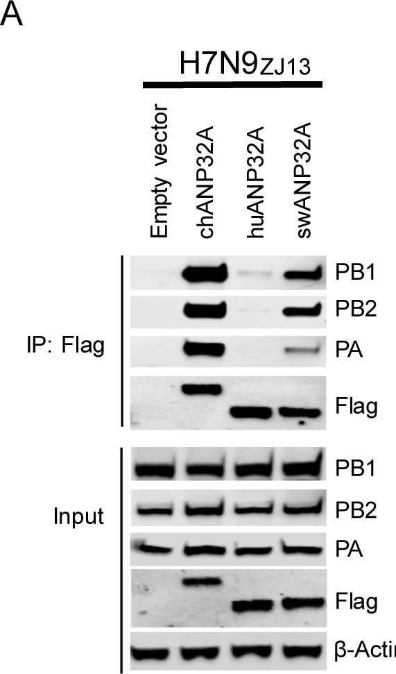Influenza A H1N1 PB1 Antibody