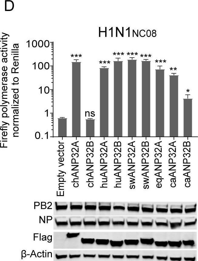Influenza A H1N1 PB2 Antibody - BSA Free