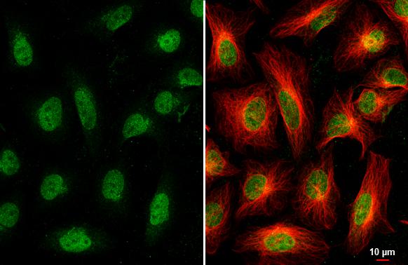 Nesprin 2 Antibody
