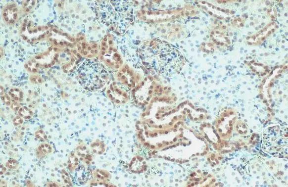 Nesprin 2 Antibody