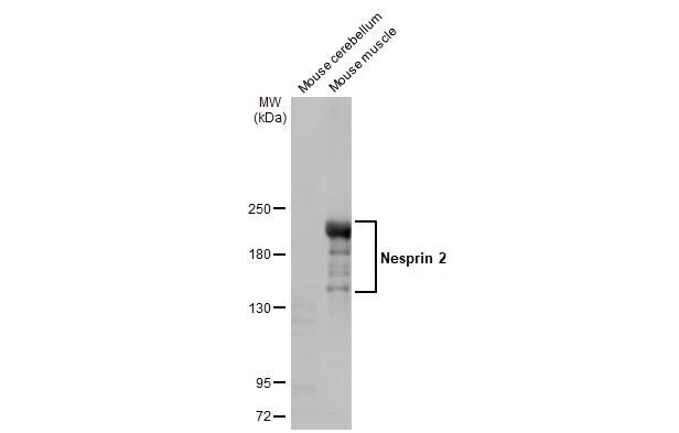 Nesprin 2 Antibody