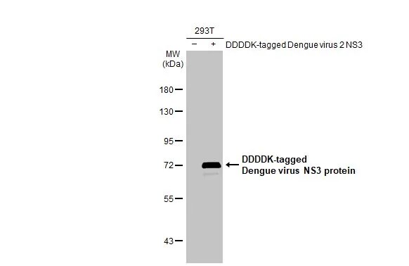 Dengue Virus NS3 Antibody