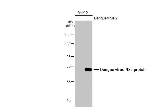 Dengue Virus NS3 Antibody