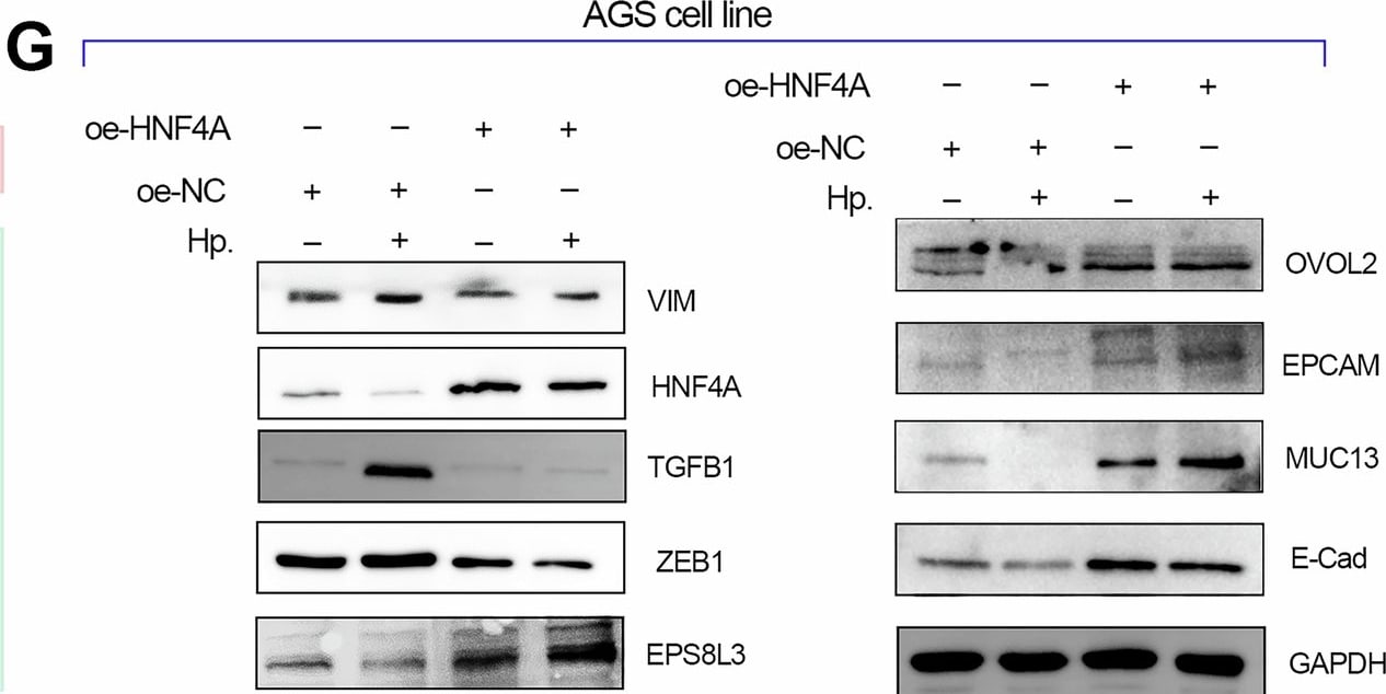 OVOL2 Antibody