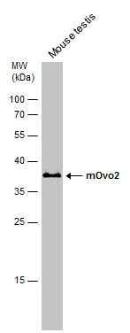 OVOL2 Antibody