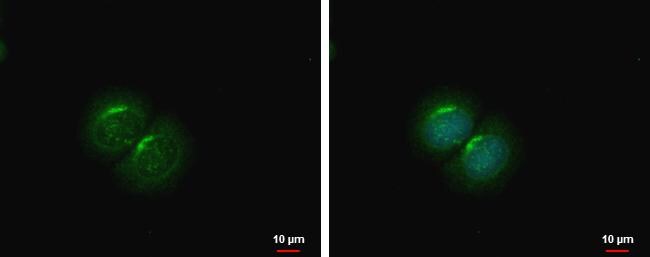 PCOLCE2 Antibody - BSA Free
