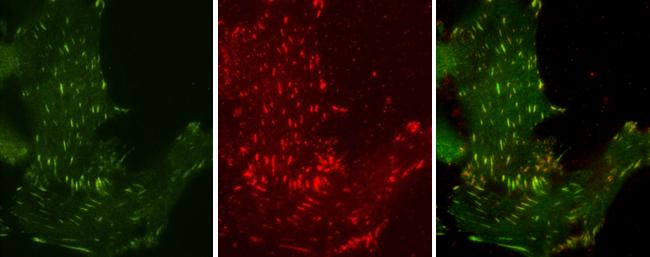 Phospho-Tyrosine Antibody (21) - Azide and BSA Free