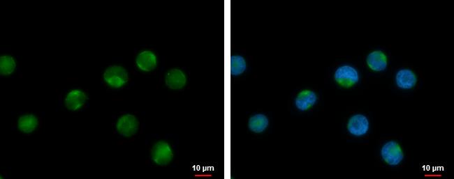 RPL17P7 Antibody - BSA Free