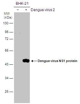SHP-2/PTPN11 Antibody - BSA Free