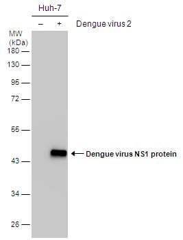 SHP-2/PTPN11 Antibody - BSA Free