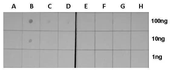 HIST1H3A [ac Lys18] Antibody