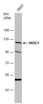 HKDC1 Antibody - BSA Free