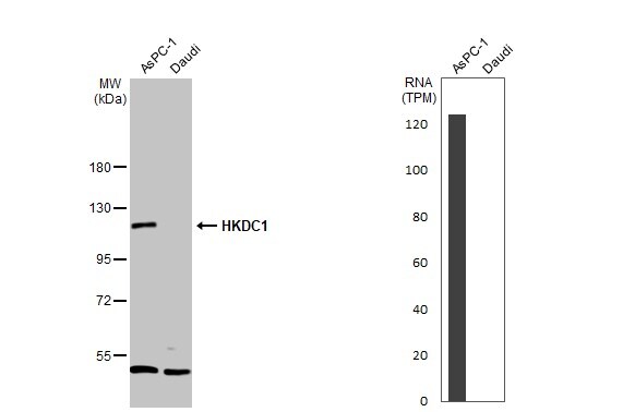 HKDC1 Antibody - BSA Free